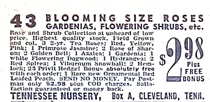 Advertisement image00079