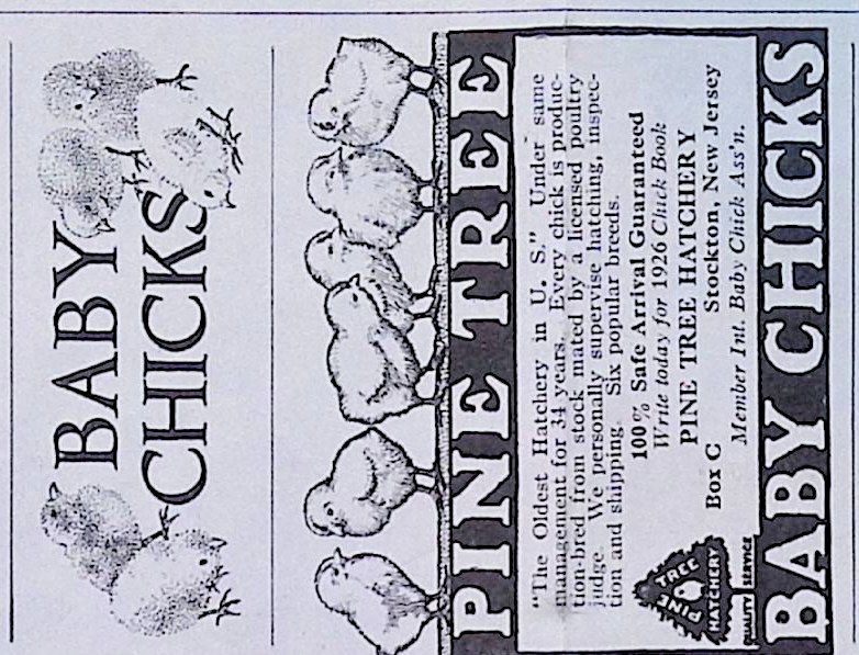 Advertisement IMG_2026_01_29_09_49_41S