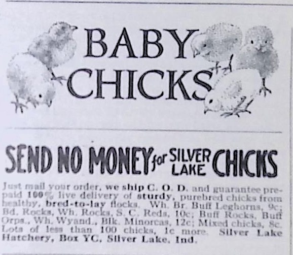 Advertisement IMG_2026_01_29_09_24_01S